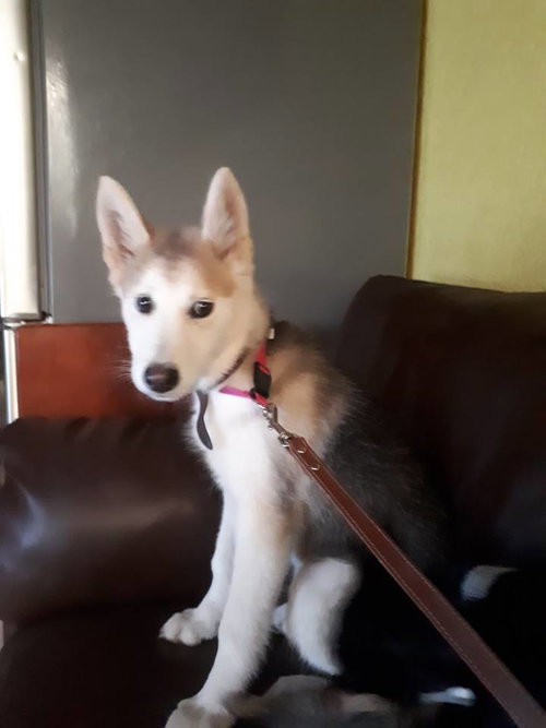 Sitara