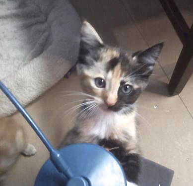 Francine