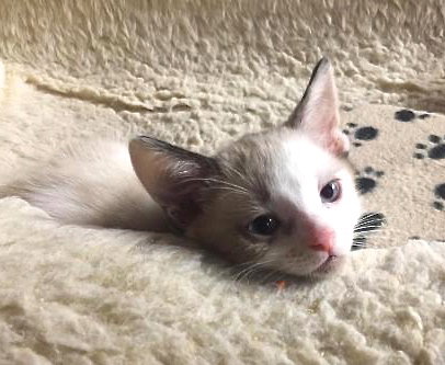 Snowball