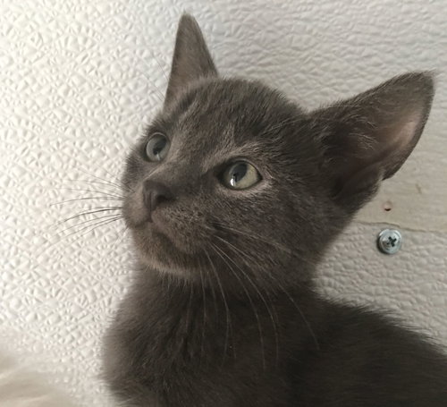 Stanley