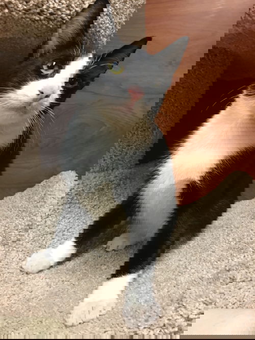 Polka