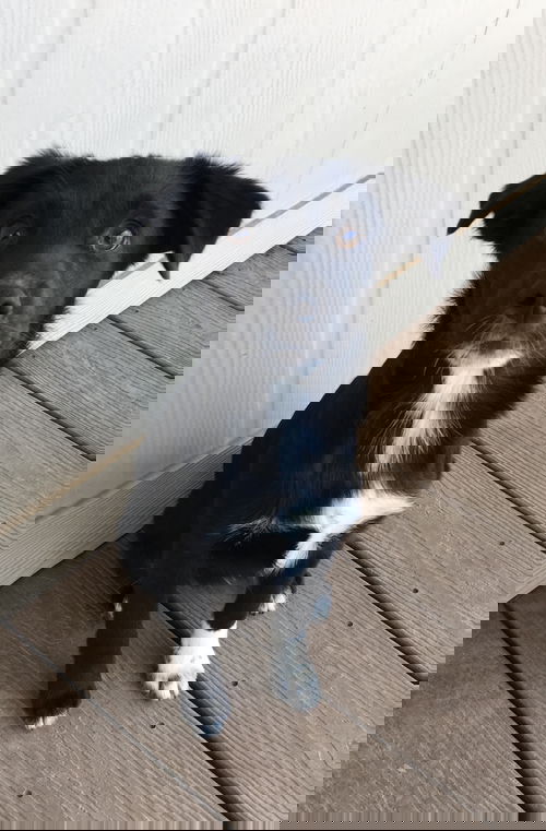 Bonno