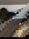 Bonno