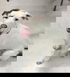 Bones