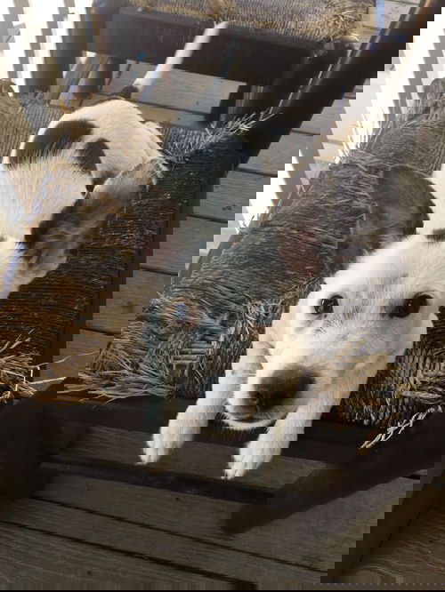 Dollar