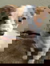 Squeak