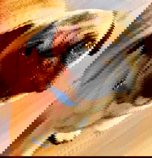 Nemo