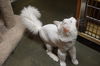 Fluffy