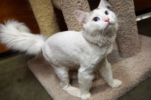 Fluffy