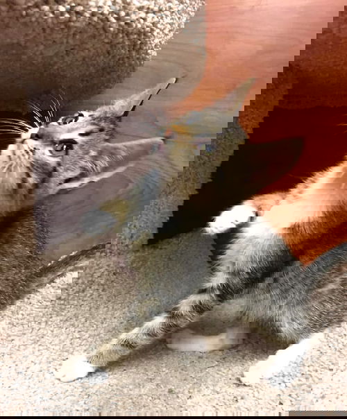 Toe
