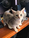 Audrey