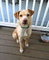 Pedro