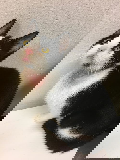 Felix