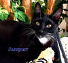 Jazzpurr