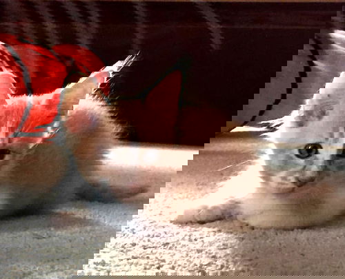 Peanut
