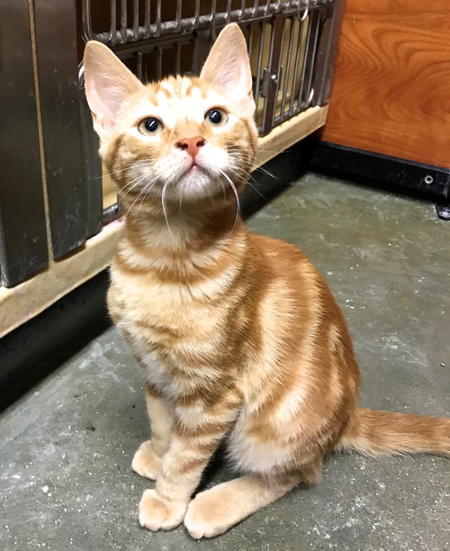 Tigger