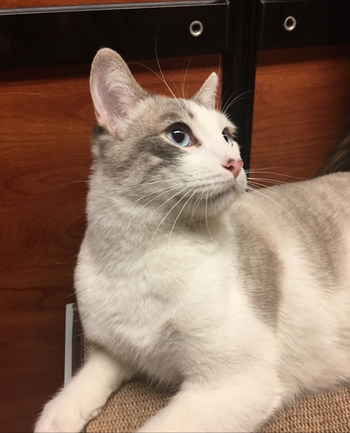 Elvis Catsley