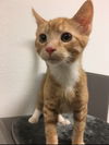 Benny