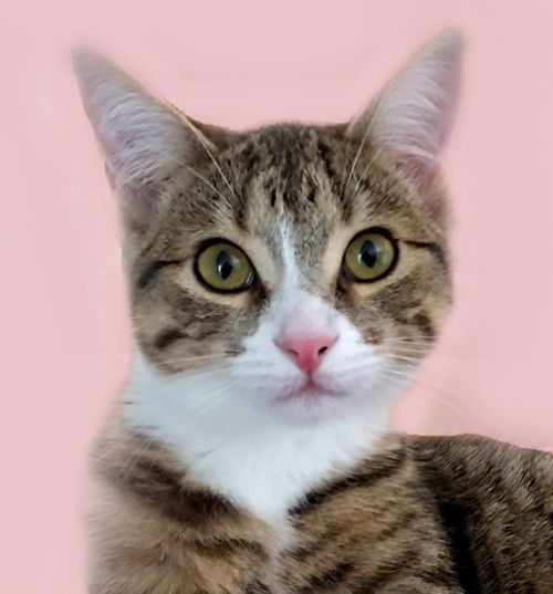 Zola
