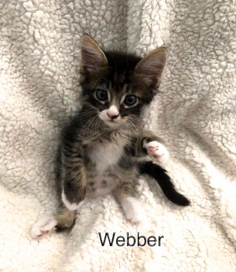Webber