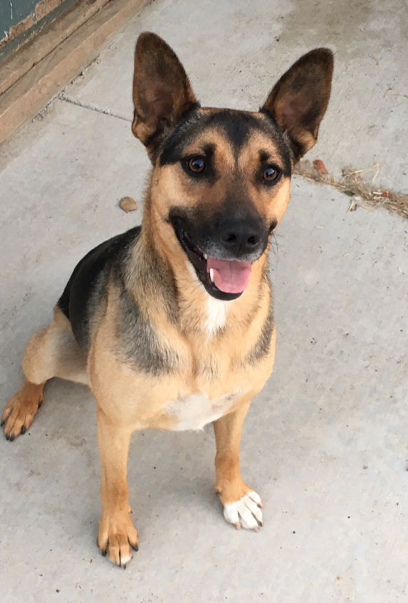 German shepherd mixed deals with wiener dog