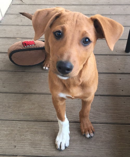 Pippin