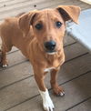 Pippin