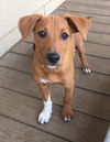 Pippin