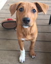 Pippin