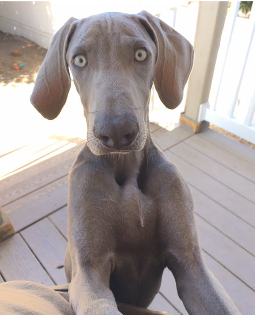 Luna K9