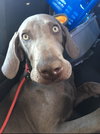 Luna K9