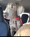 Luna K9
