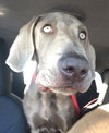 Luna K9