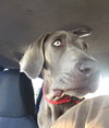 Luna K9
