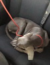 Luna K9