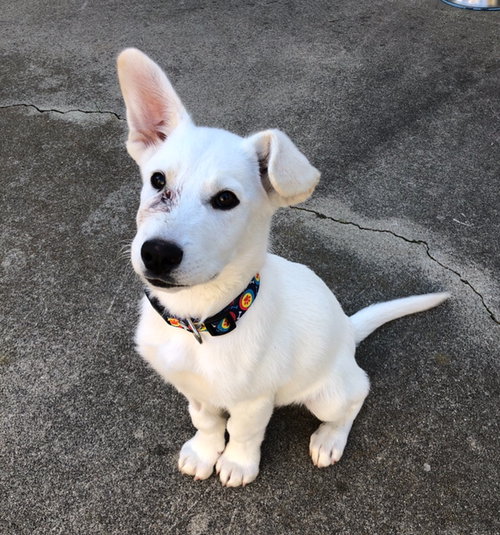 Snowball