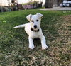 Snowball