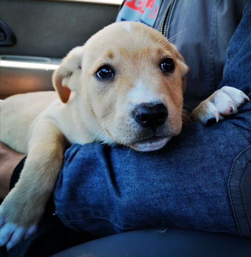 Piper