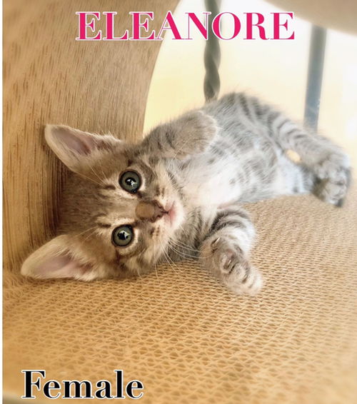 Eleanore
