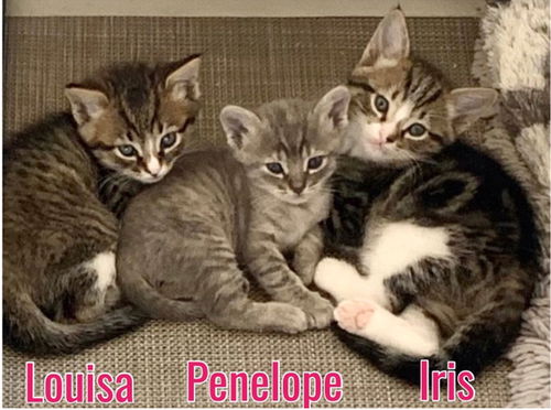 Penelope