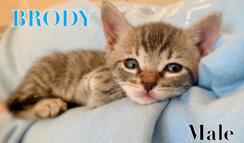 Brody