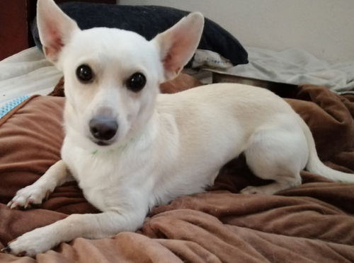 Pepito