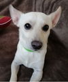 Pepito