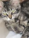 Mimi