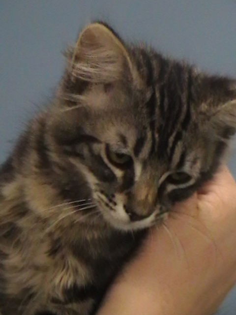 Mimi