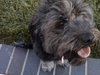Annie