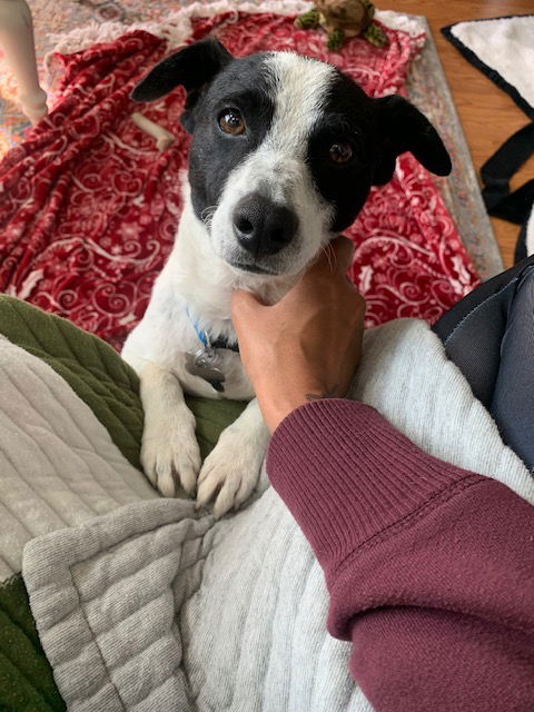 Toby