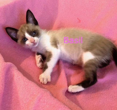 Basil