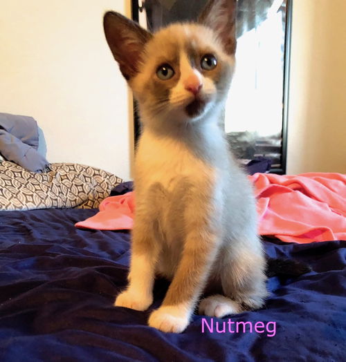 Nutmeg
