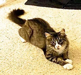 Penny